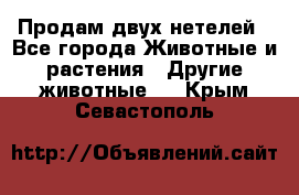 Продам двух нетелей - Все города Животные и растения » Другие животные   . Крым,Севастополь